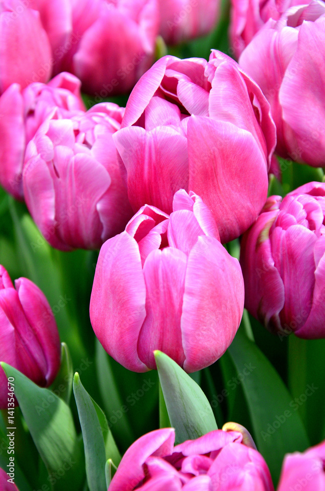 pink tulips, bouquet