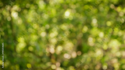 Green bush have sunlight abstract bokeh, for graphic background.