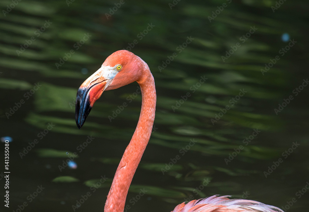 Obraz premium Kopf - Flamingo