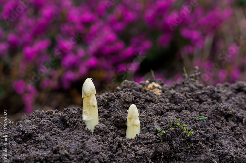 Young and fresh white asparagus - growth on cultivated fields, farm in the Netherlands