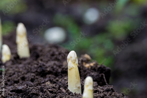 Young and fresh white asparagus - growth on cultivated fields, farm in the Netherlands