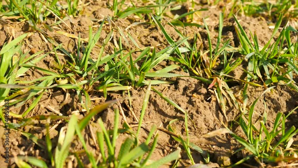 Spring wheat field, small young plants moving in the wind. Moved wheat leaves by irregular breeze, beginning of spring in agriculture. Camera moving close up to ground Spring wheat field, small young plants moving in the wind. Moved wheat leaves by irregular breeze, beginning of spring in agriculture. Camera moving close up to ground