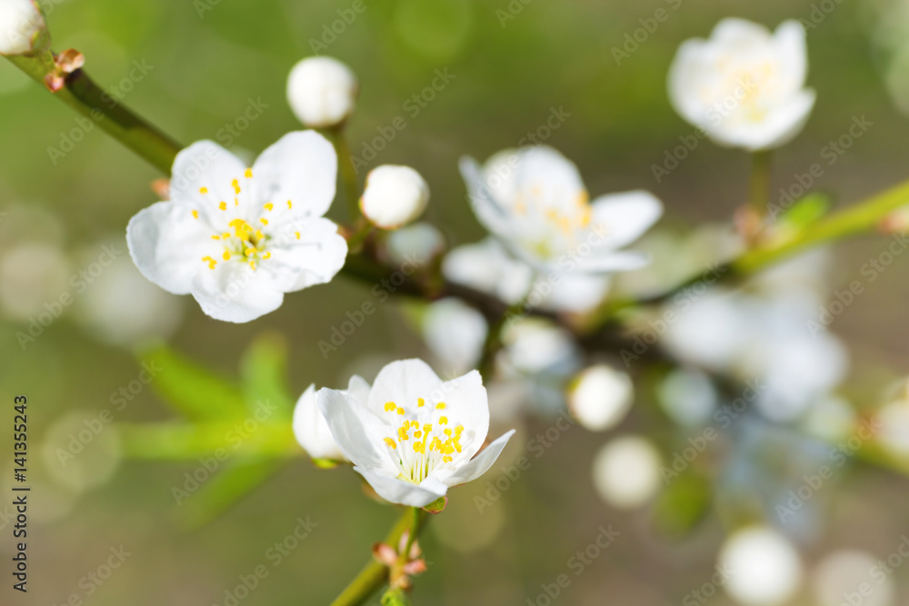 Fototapeta premium Spring blossoming white spring flowers