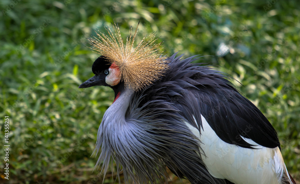 Kronenkranich - Jurong Bird Park, Singapur Kronenkranich - Jurong Bird Park, Singapur