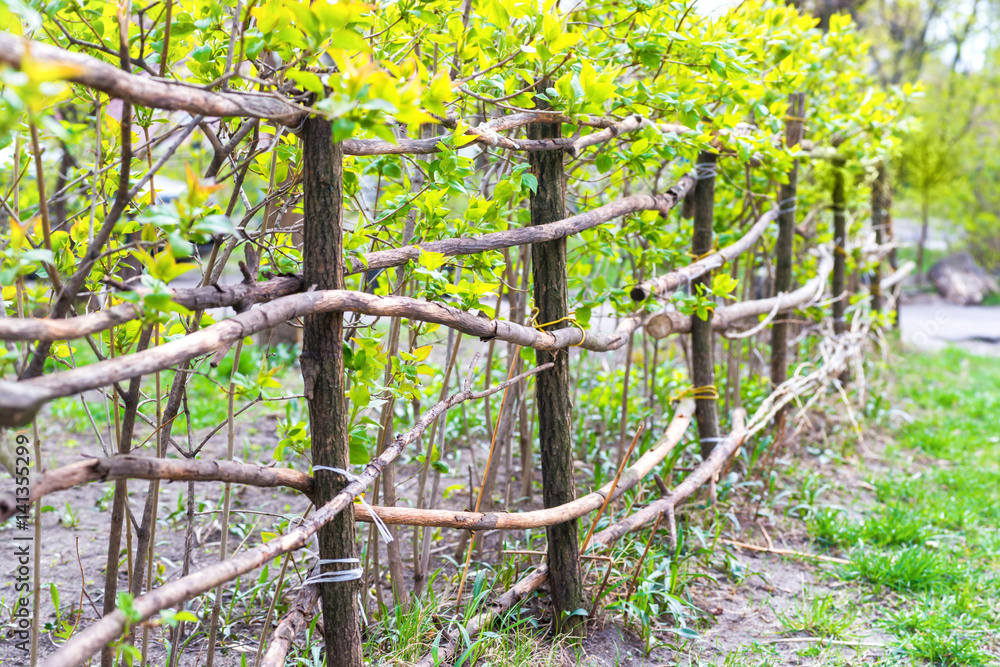 Rural fence from green fresh plants Rural fence from green fresh plants