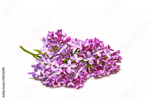 Wallpaper Mural Branch of bright and colorful spring flowers Torontodigital.ca