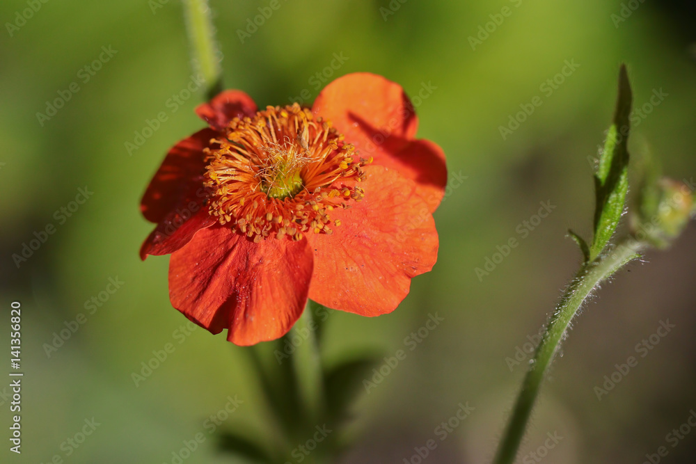 Red flower on the green background Red flower on the green background