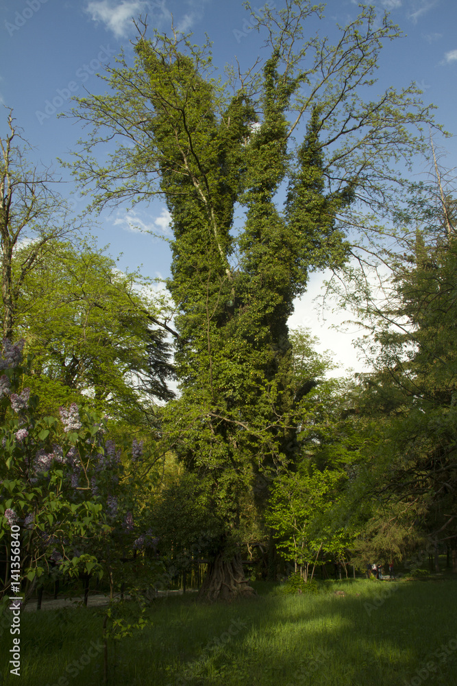 vertical tree vertical tree