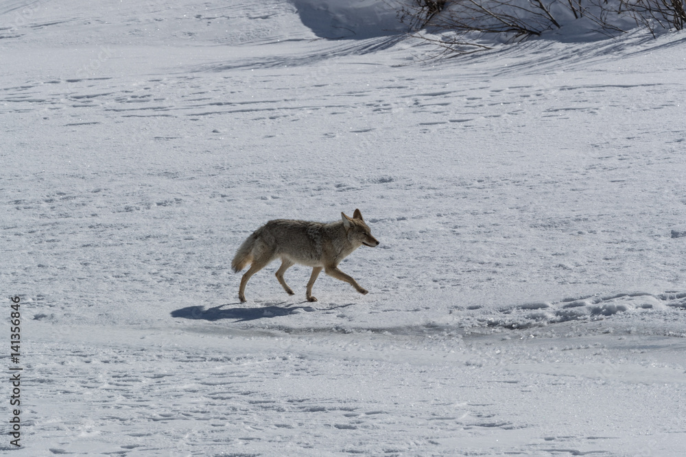 Fototapeta premium Coyote