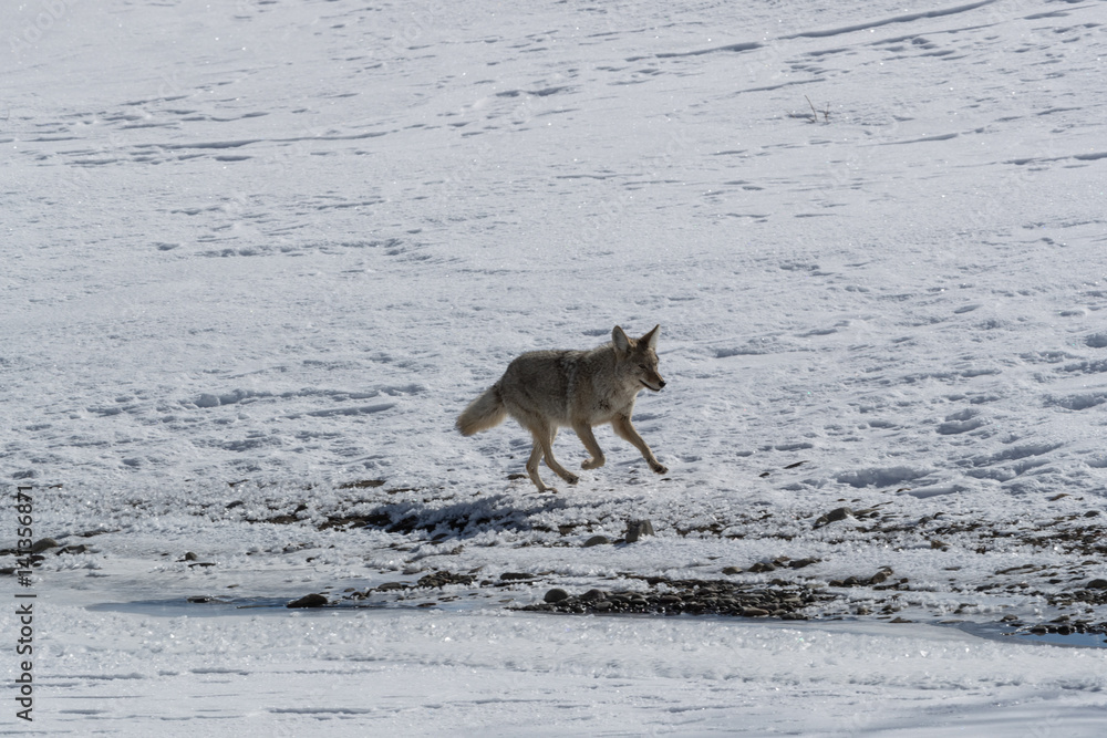 Fototapeta premium Coyote