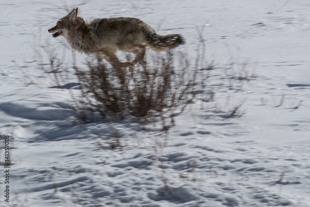 Coyote Coyote