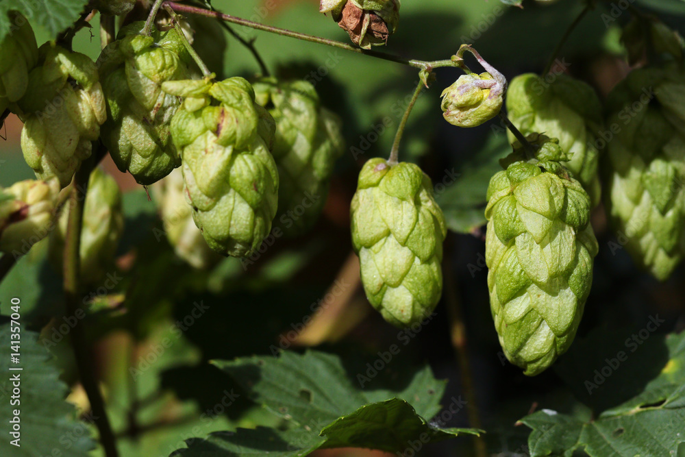 Humulus flowers on the green branches with leaves Humulus flowers on the green branches with leaves