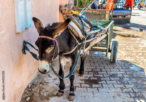 Working donkey with a cart on a street of Marrakesh, Morocco