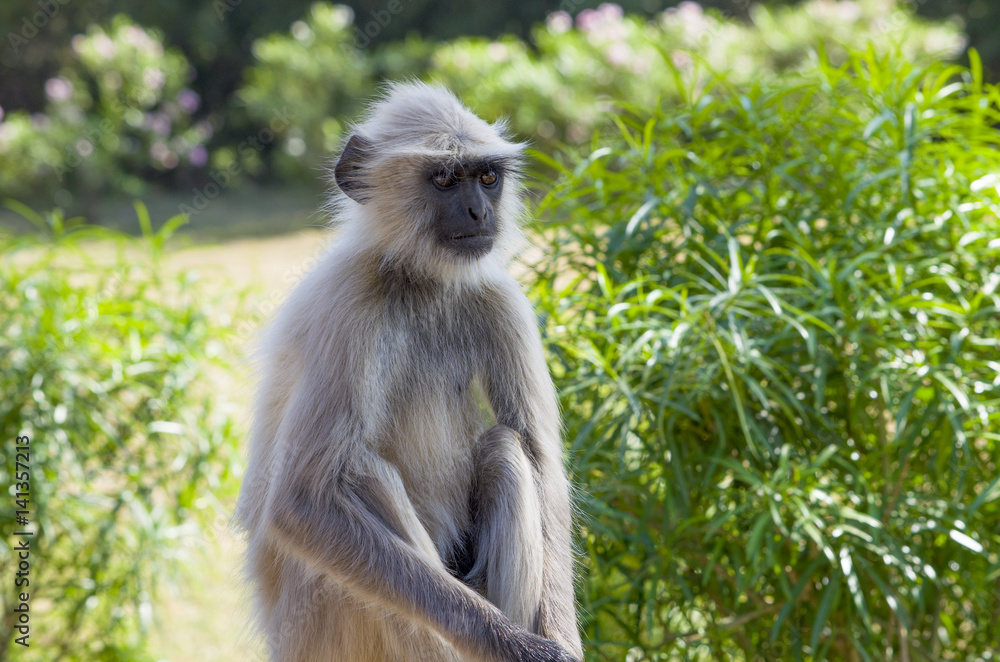 Animal a monkey in India South flat Langur
