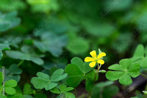 Clover and little yellow flower