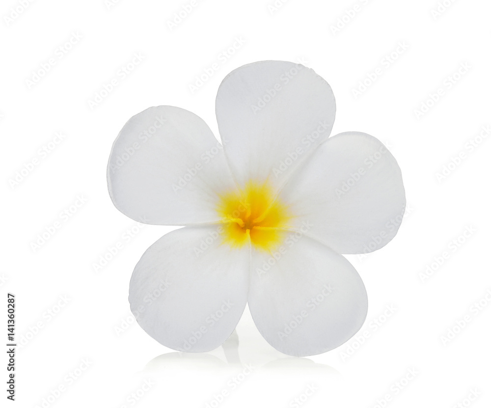Obraz premium white frangipani (plumeria) flower isolated on white background