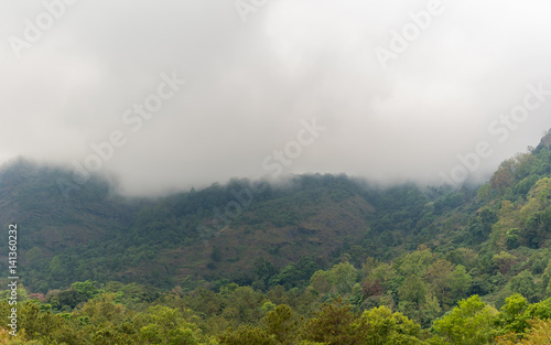 foggy on green forest