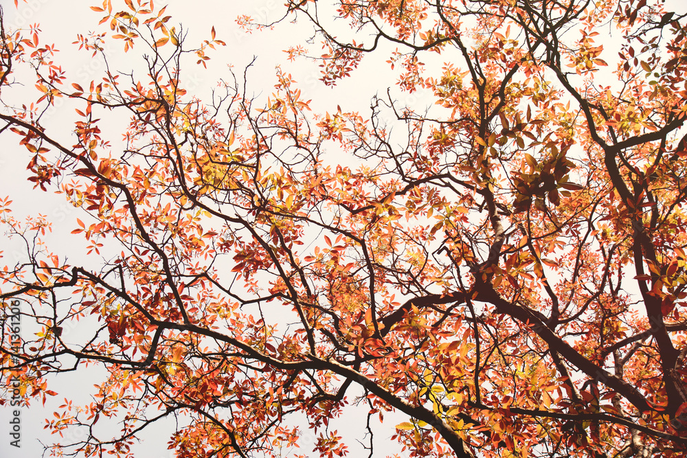 Orange Spring leaves on tree nature abstract background Orange Spring leaves on tree nature abstract background
