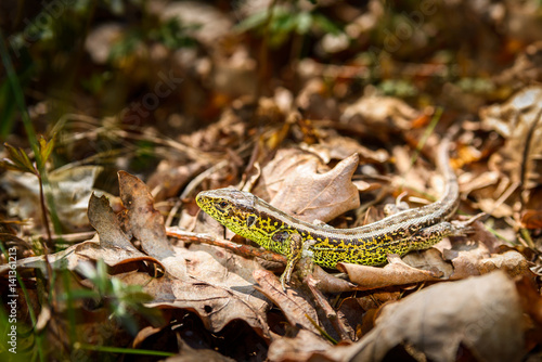 Lizard on dry leaves in forest, Lacerta agilis