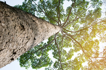 Leinwandbilder Baobab Sonnenlicht durch Baumkrone von unten  © ananaline
