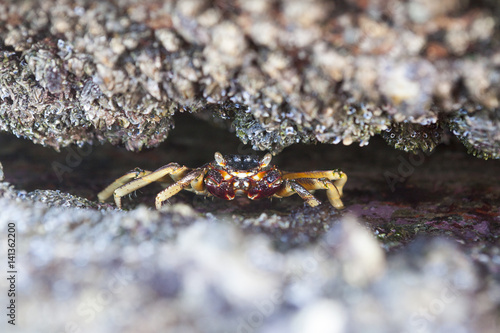 Close-up of crab hiding in rocks, Durban, South Africa photo