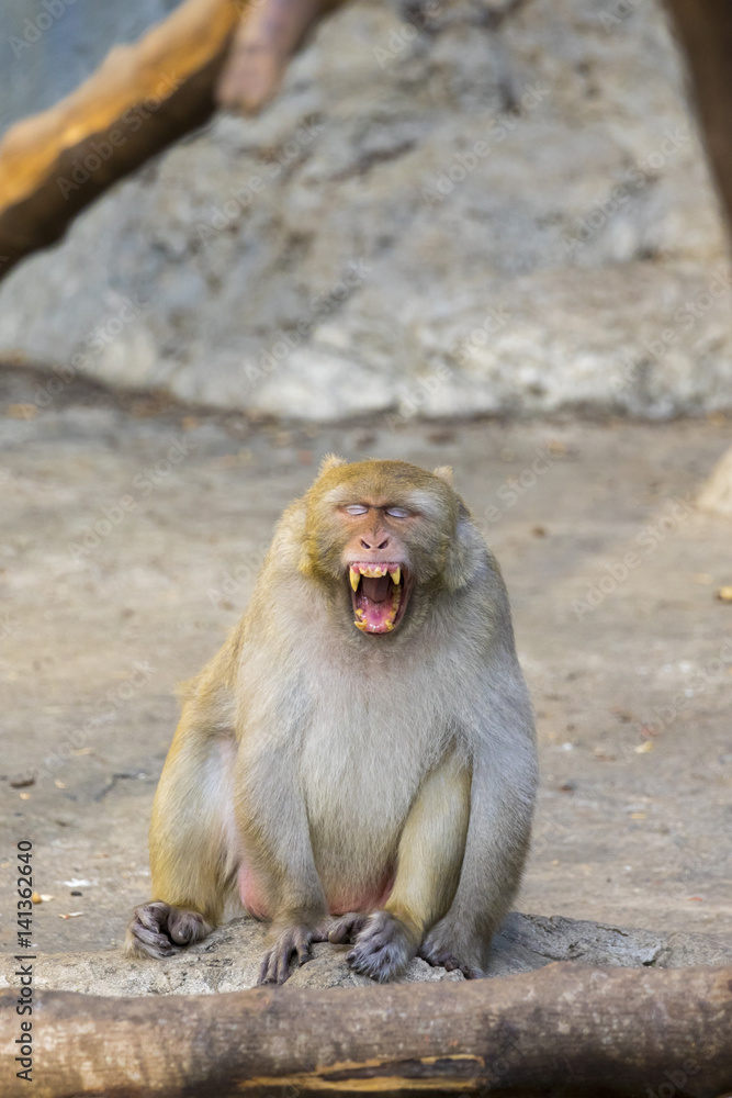 Naklejka premium Image of a monkey on nature background. Wild Animals.