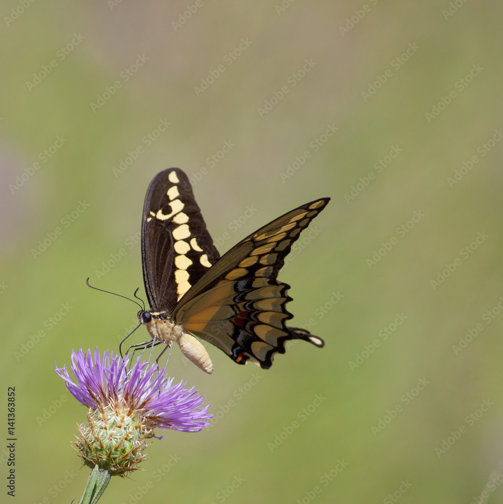 Fototapeta premium Western Giant Swallowtail on Thistle