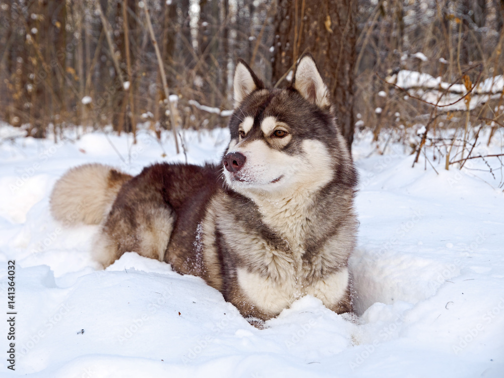 Husky lies and gnaws stick in winter in the snow