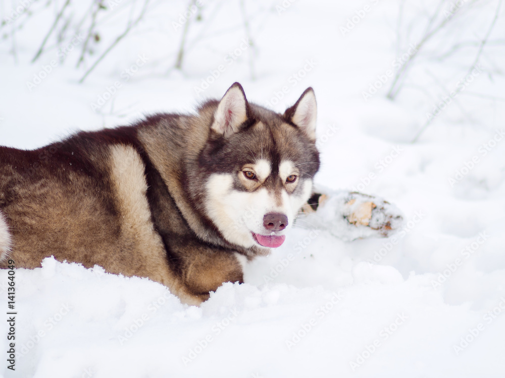 Husky gnaws stick in winter in the snow