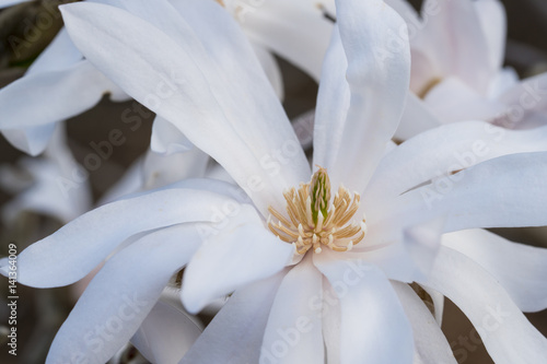 Magnolia flower in spring