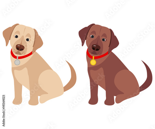 Domestic labrador retriever breed on the white background. Vector illustration