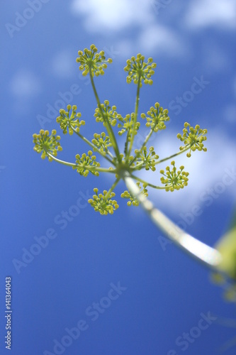 Blue and green