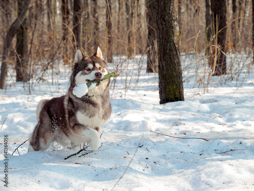 Fototapeta Naklejka Na Ścianę i Meble -  Husky runs with a stick in his teeth in winter in the snow
