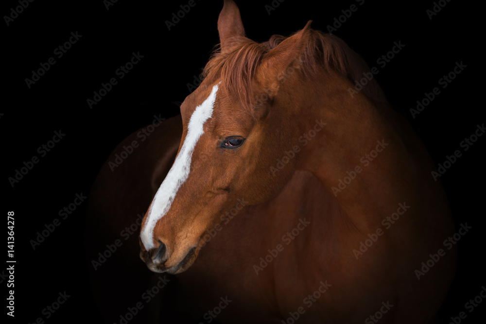 Portrait of red horse with white line on face on black background Portrait of red horse with white line on face on black background