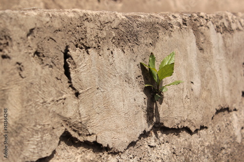 Growing through concrete
