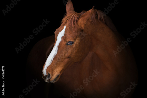 Fototapeta Naklejka Na Ścianę i Meble -  Portrait of red horse with white line on face on black background