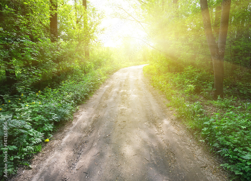 Fototapeta premium Country road in a green forest leading to sun