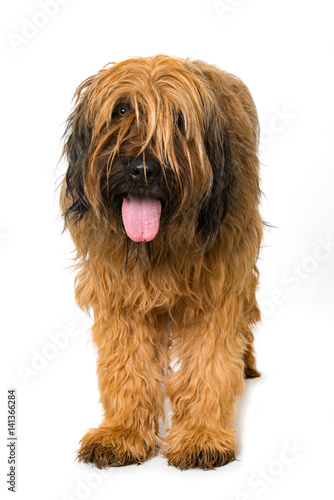 Fotografie Briard