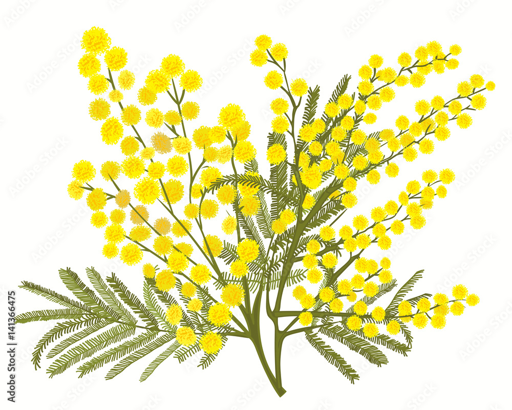 Obraz premium Hand-drawn branch of mimosa isolated on white background