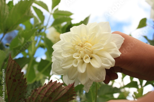 White flower