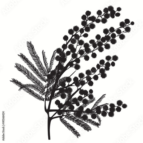 Hand-drawn branch of mimosa. Black silhouette on white background