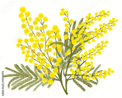 Hand-drawn branch of mimosa isolated on white background