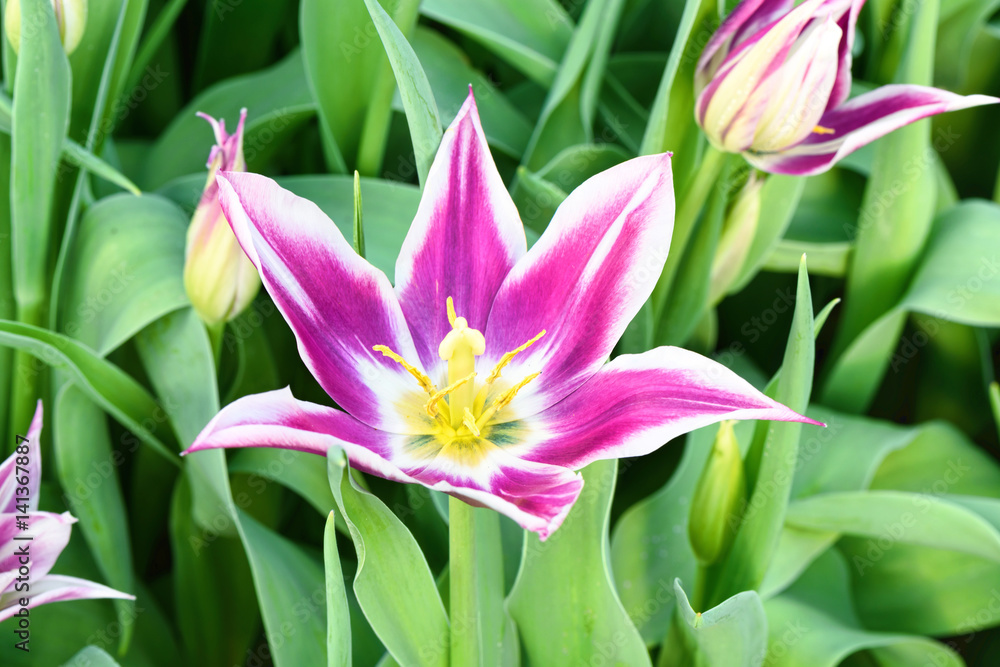 Fototapeta premium Purple narcissus, close up