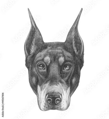 Portrait of Rottweiler. Hand drawn illustration.