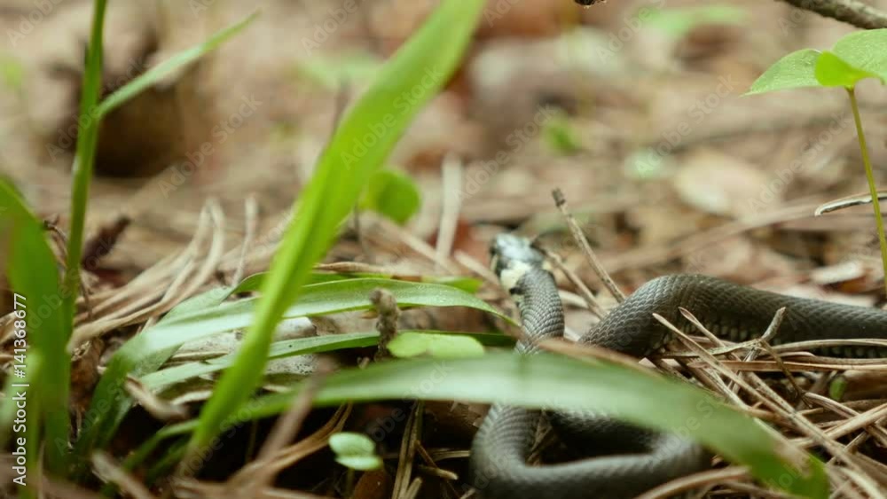 Grass snake. Close up shot. Clean and bright daytime Grass snake. Close up shot. Clean and bright daytime