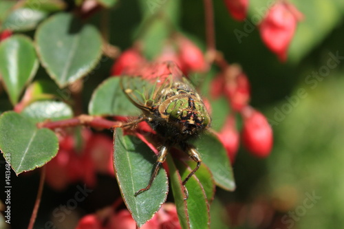 Insect