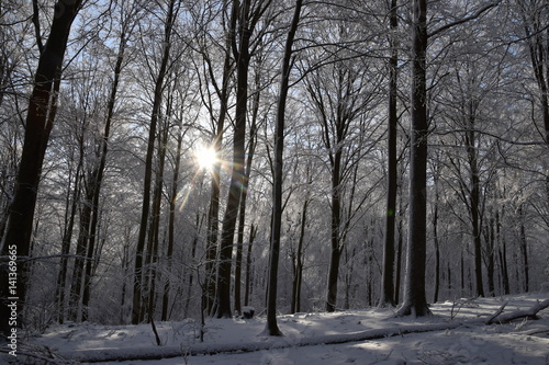 Winterforest © Susanna