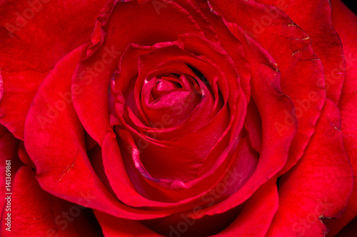 Fototapeta Naklejka Na Ścianę i Meble -  Red Rose Macro