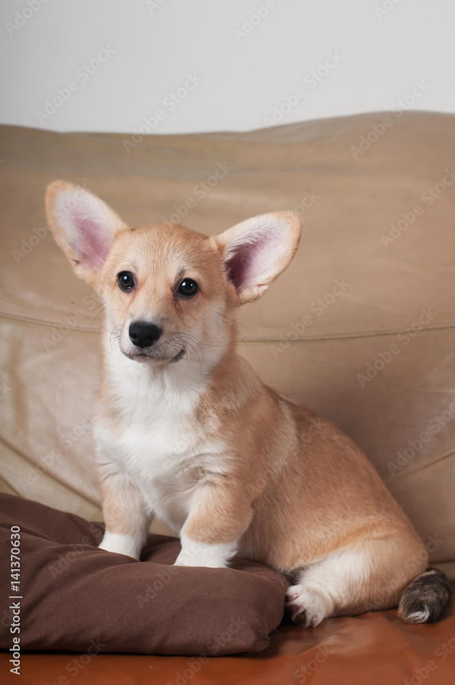 Pembroke Welsh Corgi Pembroke Welsh Corgi