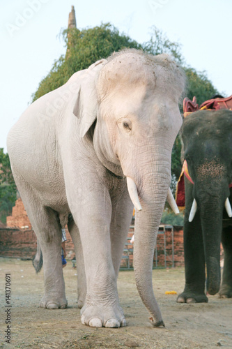 white elephant Thailand Stock Photo | Adobe Stock